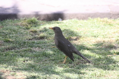 Turdus chiguanco