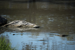 Apalone spinifera guadalupensis