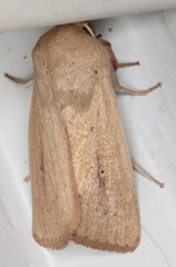 Leucania abdominalis