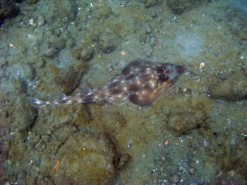 Gorgona Guitarfish