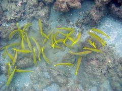 Mulloidichthys dentatus