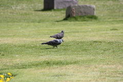 Columba livia domestica