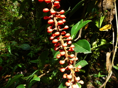 Sarcopera anomala