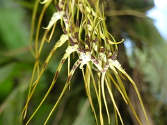 Brassia