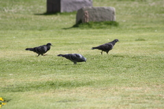 Columba livia domestica