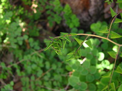 Pellaea cordifolia