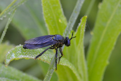 Dioctria atricapilla