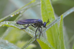 Dioctria atricapilla
