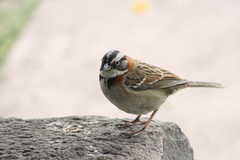 Zonotrichia capensis
