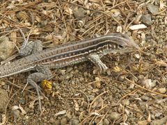 Medopheos edracanthus