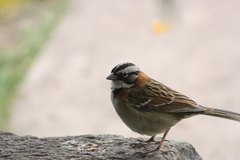 Zonotrichia capensis
