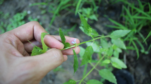 Blue skullcap (Scutellaria lateriflora)