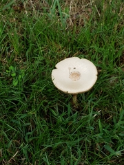 Chlorophyllum molybdites image
