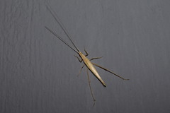 Oecanthus pellucens pellucens