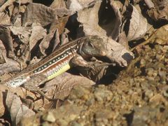 Medopheos edracanthus