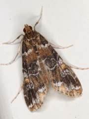 Elophila responsalis