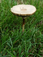 Chlorophyllum molybdites image