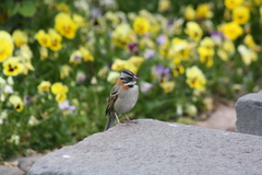 Zonotrichia capensis