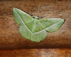 Dichorda illustraria