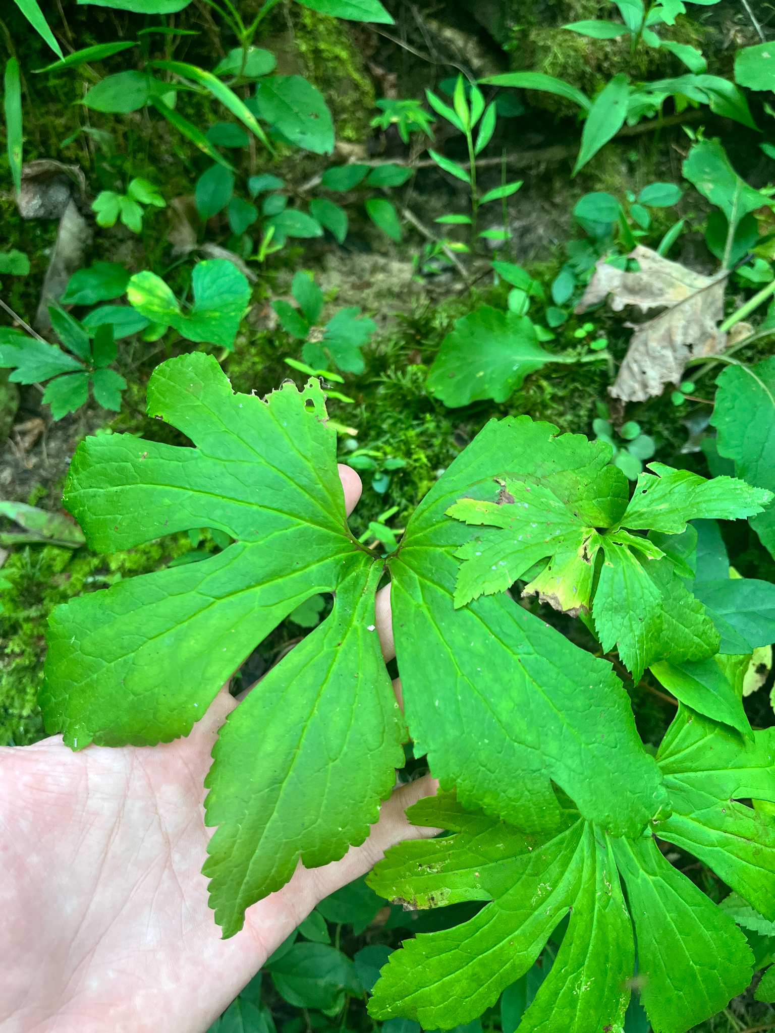 Ozark Tassel-Rue (Trautvetteria applanata)