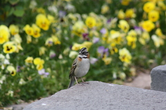 Zonotrichia capensis