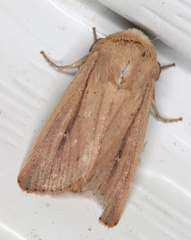 Leucania abdominalis