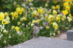Zonotrichia capensis