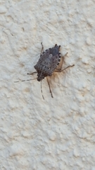Halyomorpha halys