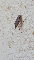 Halyomorpha halys
