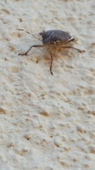 Halyomorpha halys