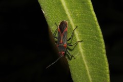 Caenocoris nerii