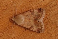 Heliothis nubigera