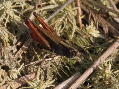 Woodland Grasshopper, Klarenbeek, Nederland, photo 7 of 10