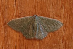 Phaiogramma etruscaria