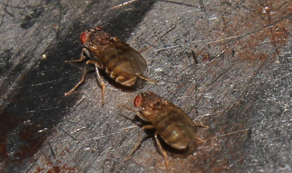 Drosophila repleta from Κρήτη, Ελλάδα on October 23, 2019 at 1240 PM