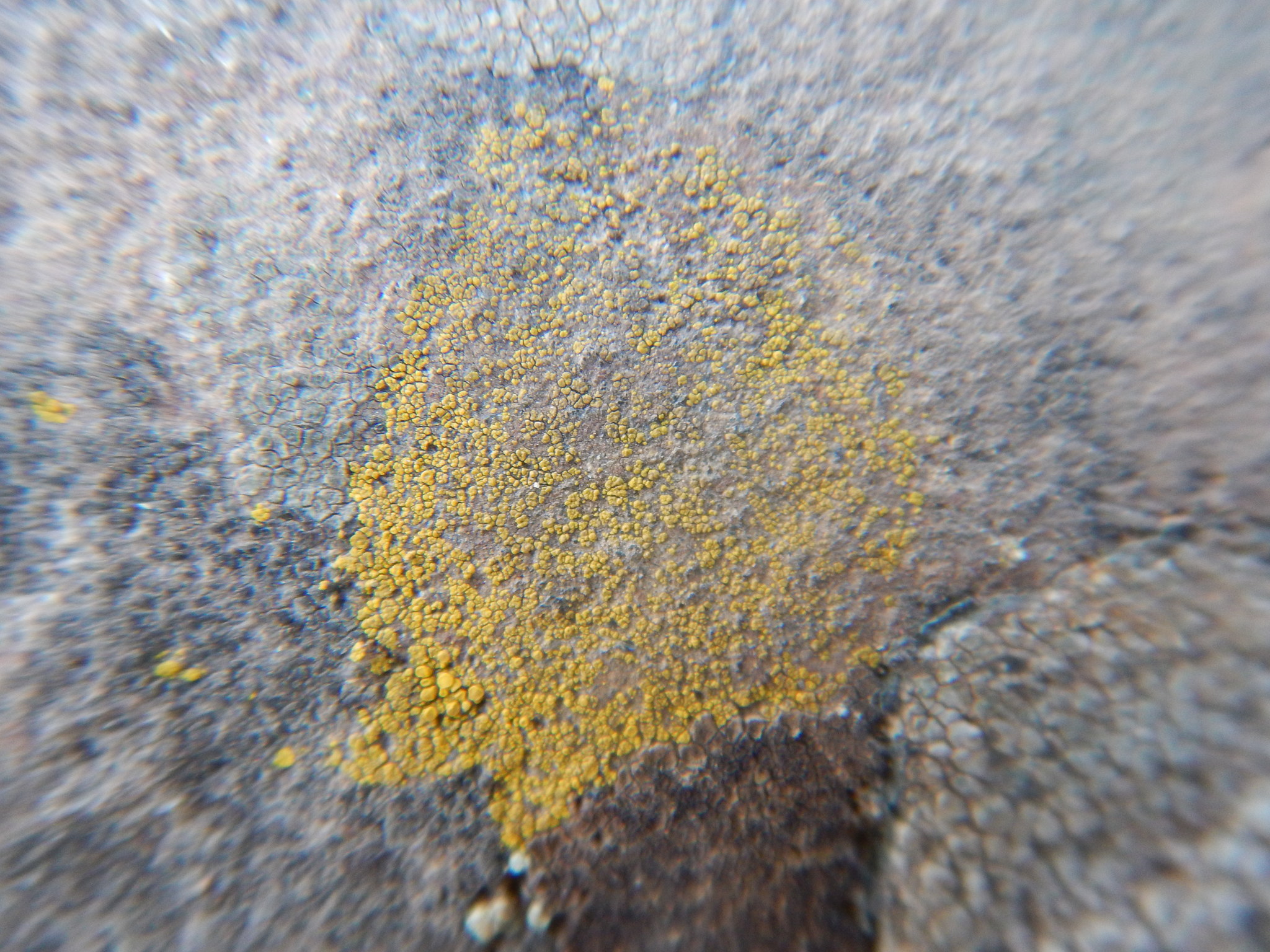 Candelariella vitellina image