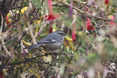 Conirostrum cinereum