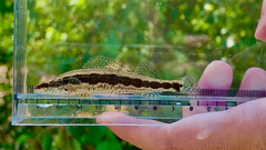 Bluestripe Darter photo 2