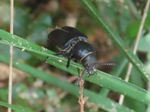Black Longicorn Beetle, Klarenbeek, Nederland, photo 6 of 10