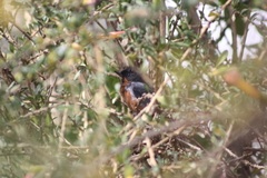 Diglossa brunneiventris