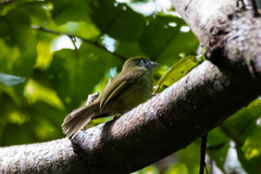 Rhynchocyclus brevirostris