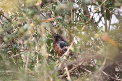 Diglossa brunneiventris