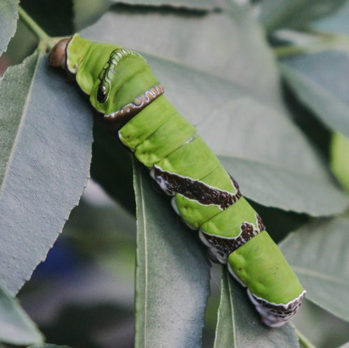 Red Helen Swallowtail photo 4
