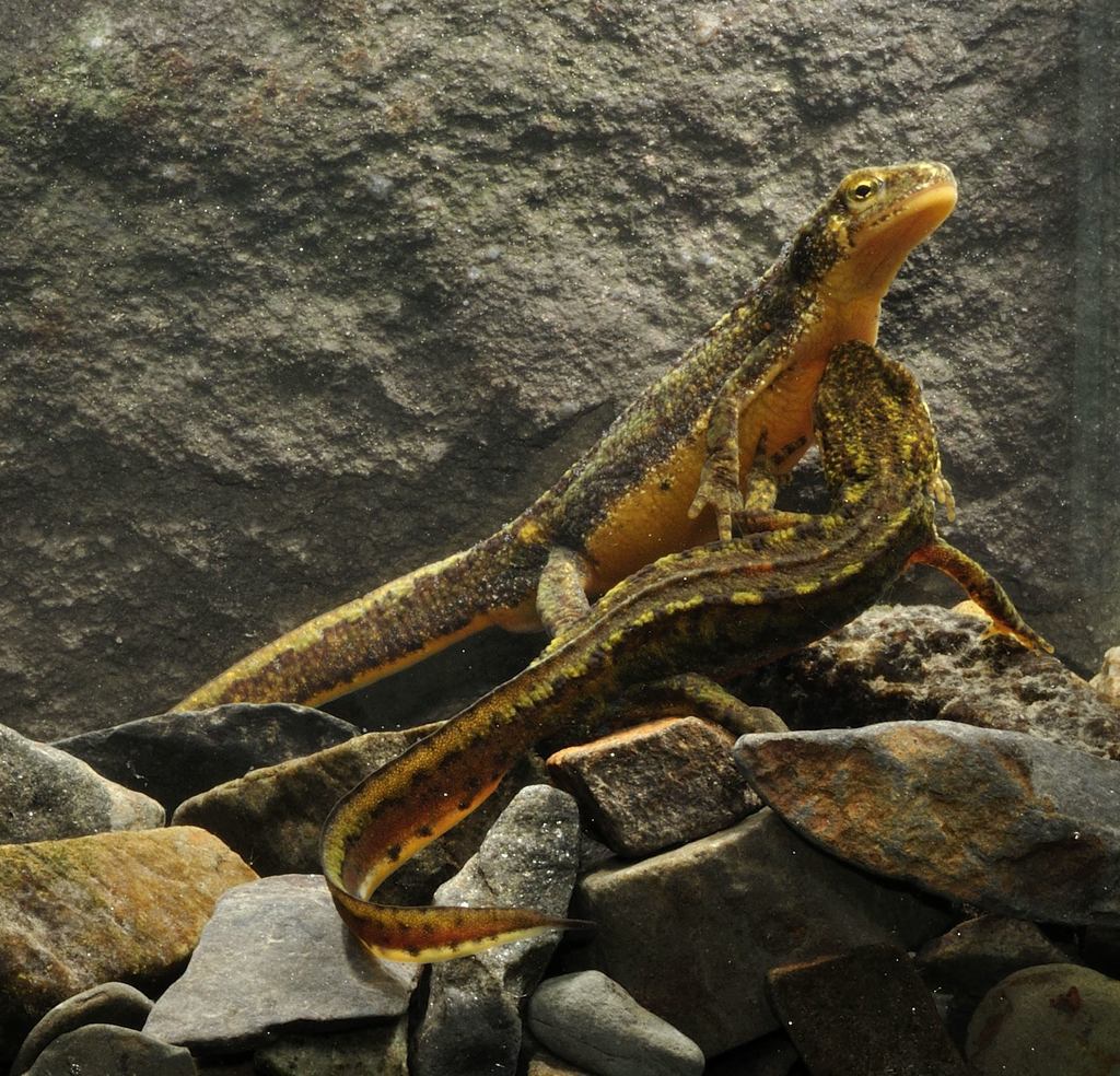 Carpathian Newt