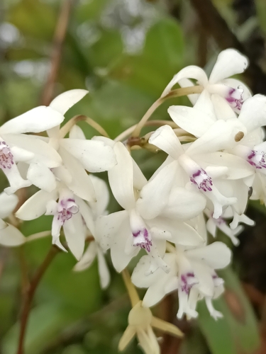 West Indian Star Orchid (Epidendrum patens)