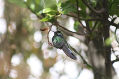 Colibri coruscans
