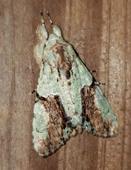 Stauropides persimilis