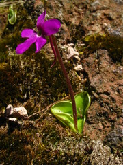 Pinguicula oblongiloba