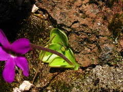 Pinguicula oblongiloba