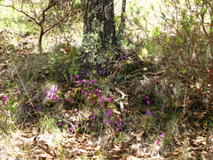 Pinguicula oblongiloba
